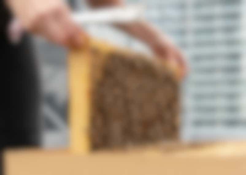 Honey Harvest