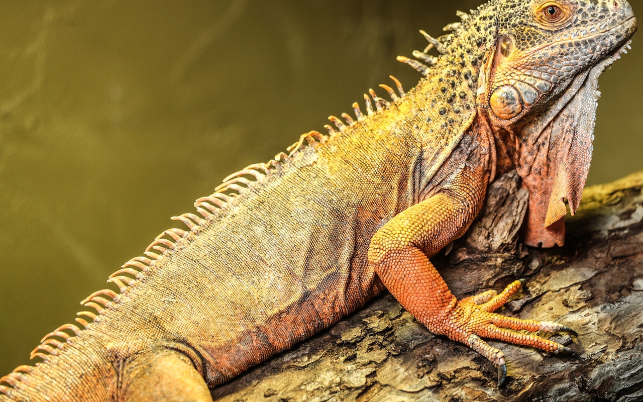 Reptilia Vaughan Map